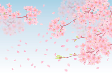 青空のもと桜の花舞い上がる