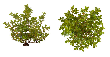 Outdoor green plant isolated on transparent background. PNG image. Side and top views. 