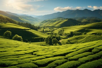 A valley green tea fields. Generative AI. - obrazy, fototapety, plakaty