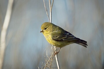 Close up of perched goldfinch.