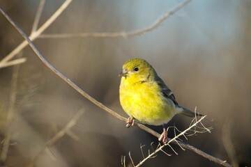 Small goldfinch on a branch.