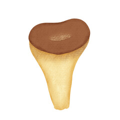 brown mushroom with a hole in the center