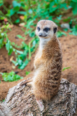 Meerkat, Suricata suricatta, on hind legs. Portrait of meerkat standing on hind legs with alert expression. Portrait of a funny meerkat sitting on its hind legs.