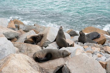 Fototapeta premium A group of sea lions on the rock