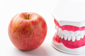 りんごと歯の模型