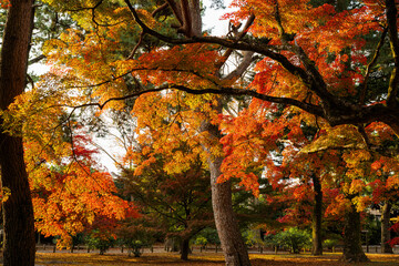 京都御苑、紅葉の木立