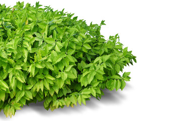 Nature, leaves, green shrubs separated from the white background.