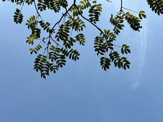 Leaves under the sky