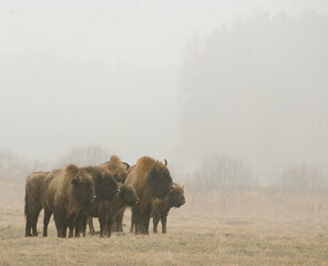 bison d'europ