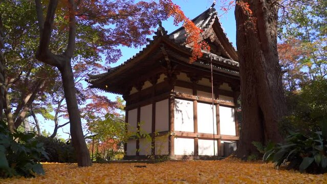 Incredible fall scenery with traditional temple and falling leaves