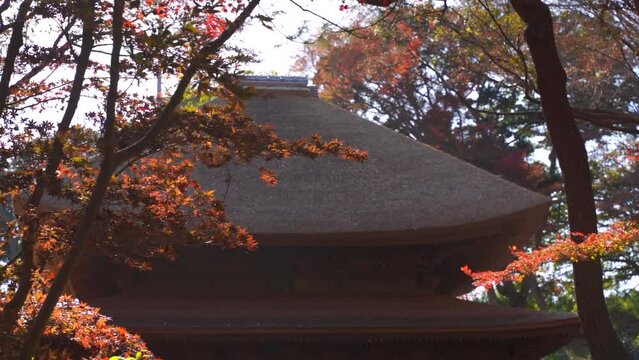 Red fall color trees waving softly against traditional Japanese building