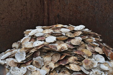 Hokkaido, Japan - November 16, 2023:  Stacked or pile of scallop shells after removing eye of...