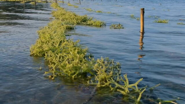 Rows of edible green seaweed growing on a remote small scale agricultural seaweed farm in Southeast Asia