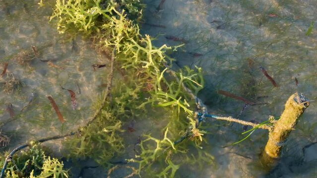 Close up view of rural seaweed farm on tropical island with clumps of edible green seaweed in ocean at low tide