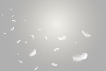 Abstract White Bird Feathers Floating in The Sky. Freedom, Feather Softness, Falling White...