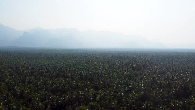 aerial view  of misty cocount farm