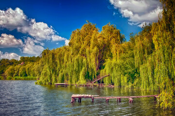 Weeping willow trees on the Dnipro river - 693315717