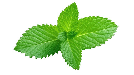 single fresh Mint leaf on white isolated on clear png background and transparent background. Vegetable and food concept for health, AI generative. 