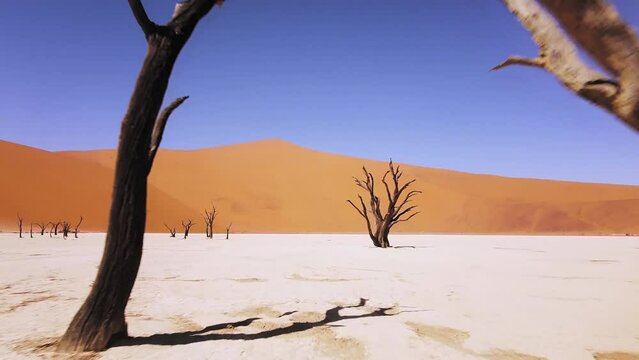 4K Drone Flying Through Dead Camel Thorn Trees in Deadvlei, near Sossusvlei, Namib-Naukluft Park, Namibia. Explore the World's Tallest Sand Dunes &ndash; Big Daddy and Crazy Dune. Surreal Desert Landscape