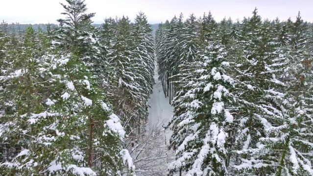 Snow covered tree crowns in the forest. Winter season in December. Winter wonder frozen spectacle. Bird's eye view from a drone.