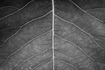 leaf on black, Close up of dry Leave
