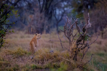 Leopard seen after sunset