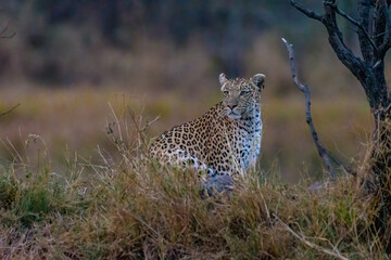 Leopard seen after sunset