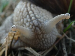 Makro einer Schnecke