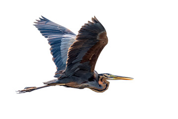 Purple heron (Ardea purpurea)