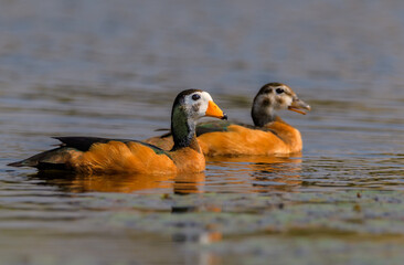 Two African pygmy goose (Nettapus auritus) © Sunil Singh