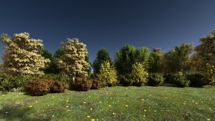 Pine tree in the forest