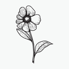 Flower coloring page hand drawn for kids vector black and white color