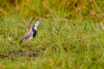 Long-toed lapwing (Vanellus crassirostris)