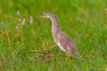 Squacco Heron (Ardeola ralloides)