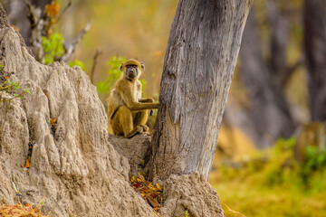 Vervet Monkey sitting on a termite hill
