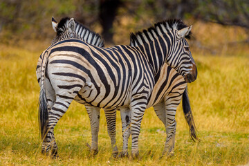 Two Burchell's zebras