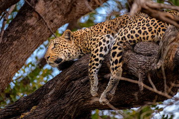 Leopard relaxing on a tree branch