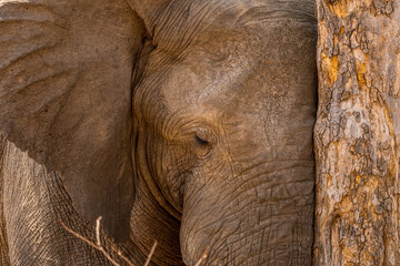 Fototapeta premium African Elephant resting its head against a tree