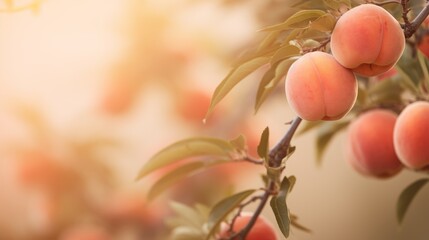Blurred background with peach