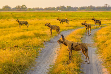 A group of African Wild dogs, stalking a prey