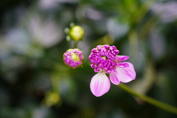 Dahlias are stunning flowering plants known for their vibrant, showy blossoms and wide array of colors, shapes, and sizes. |大麗花|大麗菊