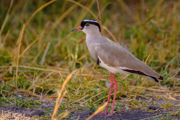 Crowned lapwing (Vanellus coronatus)