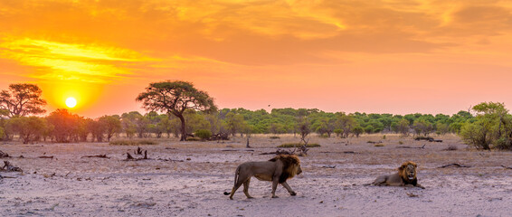 two male African Lion, walking in sunset vista, Botswana