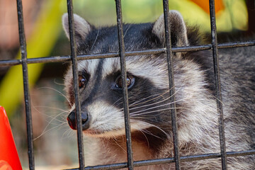 Raccoon trapped in a cage  © Cam