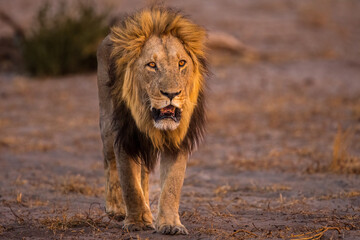 African Lion, male, walking at dusk, Botswana