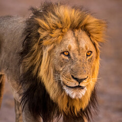 African Lion, male, portrait, closeup, Botswana