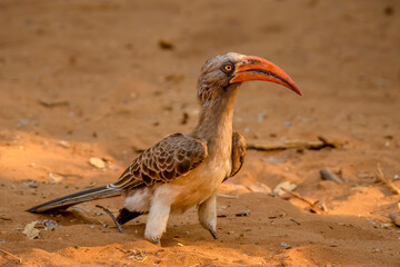 Southern yellow-billed hornbill (Tockus leucomelas), serondella area, chobe national park