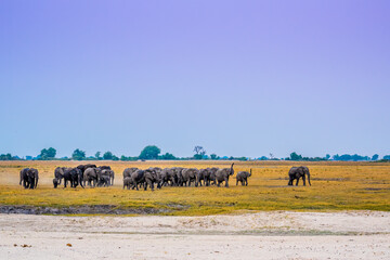 A matriarch leading a large herd of African Elephants