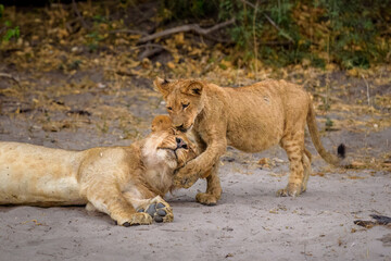 African Lion, Cub trying to wakeup mom