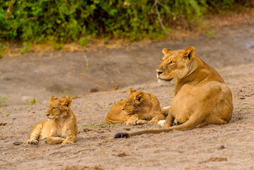 African Lion, lioness with two cubs